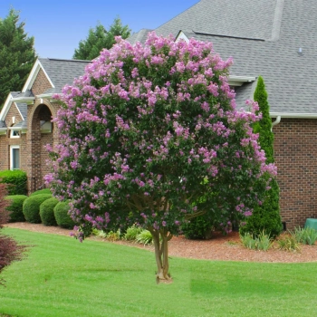 LAGERSTROEMIA na pniu Fioletowo-rózowa bez południa - sadzonki 70 / 90 cm