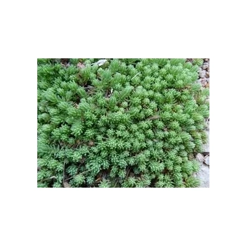 ROZCHODNIK zielony Bithynicum - sadzonki 5 / 10 cm