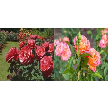 RÓŻA okrywowa Pakiet 8 sztuk - sadzonki 20 / 30 cm