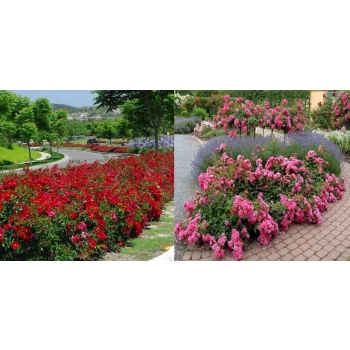 RÓŻA okrywowa Pakiet 8 sztuk - sadzonki 20 / 30 cm