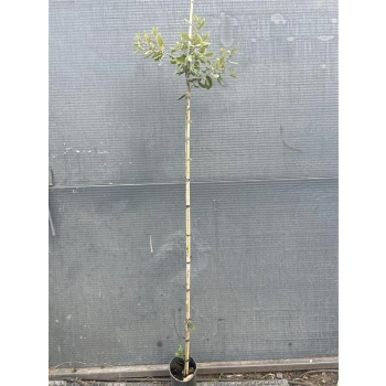 DĄB OSTROLISTNY NA PNIU zimozielony - sadzonki 160 / 180 cm