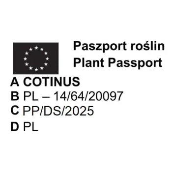 PERUKOWIEC czerwony na pniu oryginał - sadzonki 160 / 180 cm