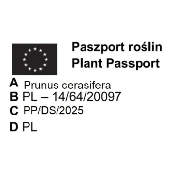ŚLIWA PISARDII szczepiona na pniu -28c - sadzonki 120 / 150 cm