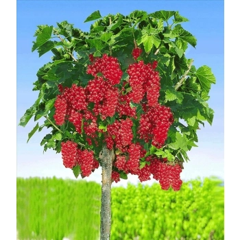PORZECZKA czerwona na pniu W DONICY na tarasy - sadzonki 80 / 100 cm