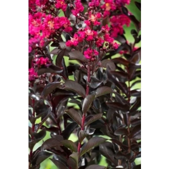 LAGERSTROEMIA RÓŻOWA czerwony liść - sadzonki 50 / 70 cm