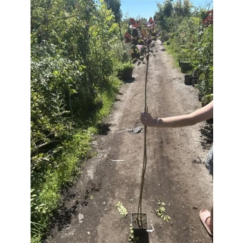 PERUKOWIEC czerwony na pniu oryginał - sadzonki 160 / 180 cm