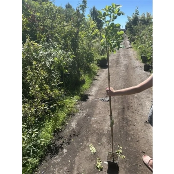 PERUKOWIEC zielony na pniu oryginał - sadzonki 160 / 180 cm