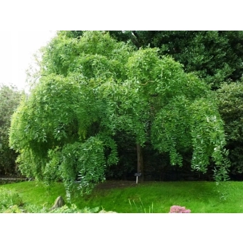 PEREŁKOWIEC JAPOŃSKI bardzo miododajne drzewo - sadzonki 50 / 80 cm