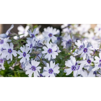 FLOKS BAVARIA biało - niebieski zimozielony - sadzonki 10 / 15 cm