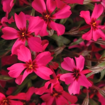 FLOKS SCARLET FLAME różowy - sadzonki 10 / 15 cm