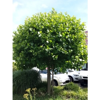 PLATAN szczepiony na pniu kulisty - sadzonki 160 / 180 cm