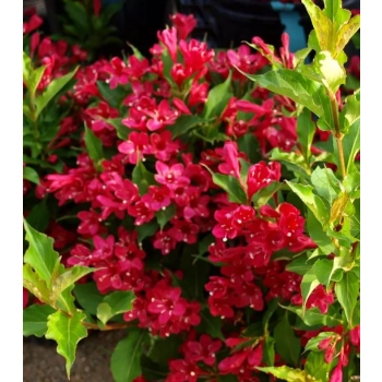 KRZEWUSZKA WEIGELA czerwona Red Prince - sadzonki 5 / 15 cm