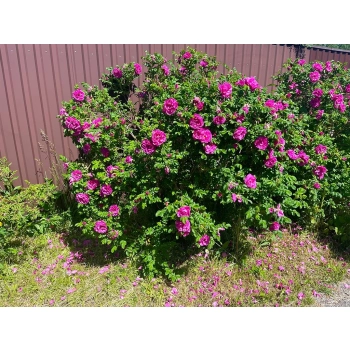 RÓŻA POMARSZCZONA DZIKA RÓŻA - sadzonki 50 / 80 cm