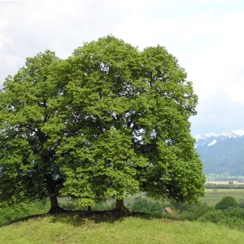 Lipa szerokolistna szczepiona amerikana miododajna - sadzonki 160/ 180 cm