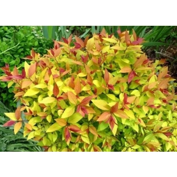 Tawuła Goldflame - sadzonki 20 / 30 cm