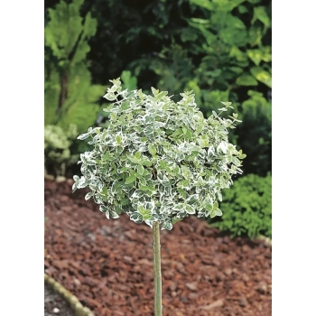 TRZMIELINA na pniu zielono-kremowa - sadzonki 100 / 120 cm