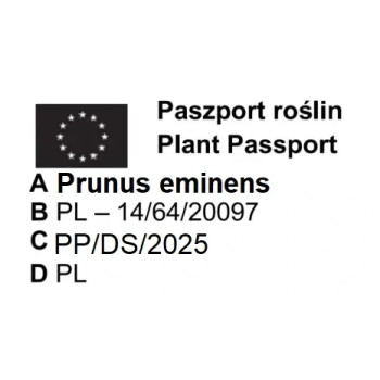 WIŚNIA UMBRACULIFERA kulista na pniu - sadzonki 180 / 220 cm
