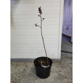 WAWRZYNEK WILCZEŁYKO zimowy krzew - sadzonki 10 / 20 cm