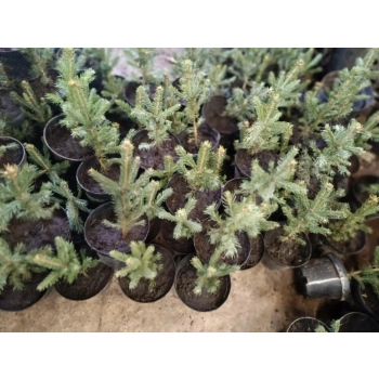 ŚWIERK SREBRNY KAIBAB - sadzonki 20 / 30 cm
