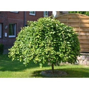 WIERZBA IWA Pendula zwisajaca Pakiet 5 sztuk żywopłot - sadzonki 140 / 160 cm