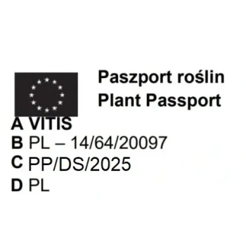 WINOGRON szczepiony czarny - sadzonki 60 / 80 cm