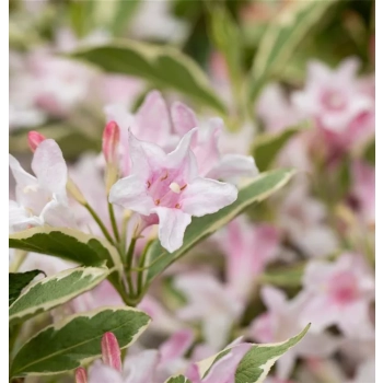 KRZEWUSZKA WEIGELA Nana Variegata - sadzonki 5 / 15 cm