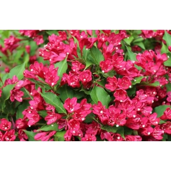 KRZEWUSZKA WEIGELA czerwona Red Prince - sadzonki 5 / 15 cm