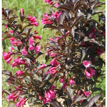 KRZEWUSZKA WEIGELA na pniu z BORDOWYM LIŚCIEM - sadzonki 100 / 120 cm