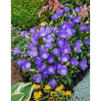 DZWONEK KARPACKI Blaue Clips - sadzonki 10 / 20 cm