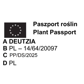 ŻYLISTEK MIESZAŃCOWY Strawberry Fields - sadzonki 10 / 20 cm