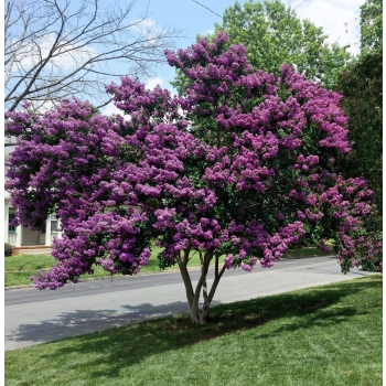 LAGERSTROEMIA na pniu Fioletowo-rózowa bez południa - sadzonki 70 / 90 cm