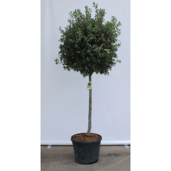 DĄB OSTROLISTNY NA PNIU zimozielony - sadzonki 160 / 180 cm