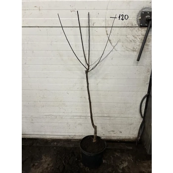 ŚLIWA PISARDII szczepiona na pniu -28c - sadzonki 120 / 150 cm