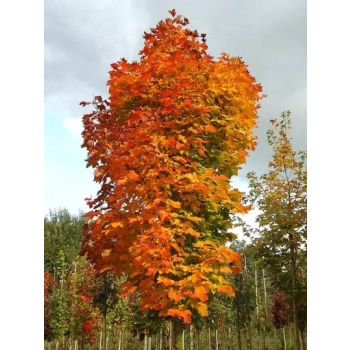 KLON KOLUMNOWY szczepiony ZIELONY - sadzonki 130 / 150 cm