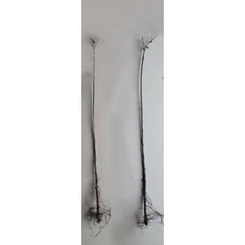 PORZECZKA czarna na pniu W DONICY - sadzonki 80 / 100 cm
