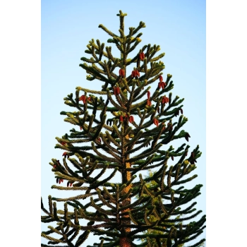 Araukaria Chilijska Małpie drzewo - sadzonki 15 / 30 cm