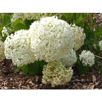 HORTENSJA DRZEWIASTA Bounty - sadzonki 60 / 80 cm