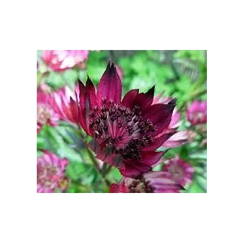 JARZMIANKA Burgundy Manor - sadzonki 10 / 15 cm