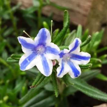 LITODORA Star - sadzonki 5 / 10 cm