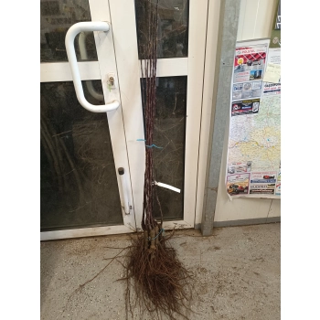 JABŁOŃ RAJSKA OZDOBNA CZERWONA PIĘKNOŚĆ SZCZEP - sadzonki 100 / 120 cm