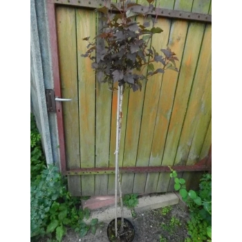 PĘCHERZNICA czerwona na pniu - sadzonki 130 / 150 cm