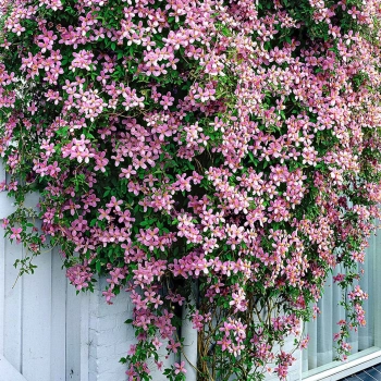CLEMATIS POWOJNIK GÓRSKI różowy - sadzonki 10 / 20 cm