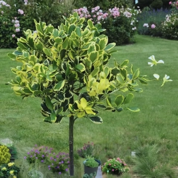 OSTROKRZEW zielono - żółty na pniu GOLDEN KING - sadzonki 100 / 120 cm