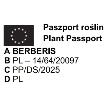 BERBERYS czerwony kolumnowy żywopłot - sadzonki 30 / 50 cm