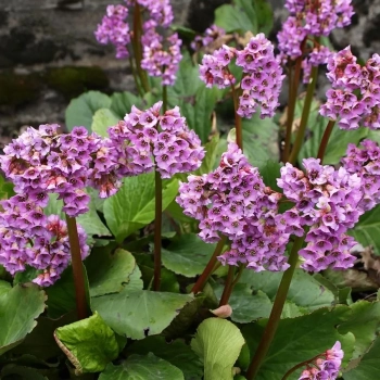 BERGENIA GRUBOLISTNA - sadzonki 10 / 20 cm