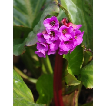 BERGENIA GRUBOLISTNA - sadzonki 10 / 20 cm