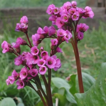 BERGENIA GRUBOLISTNA - sadzonki 10 / 20 cm
