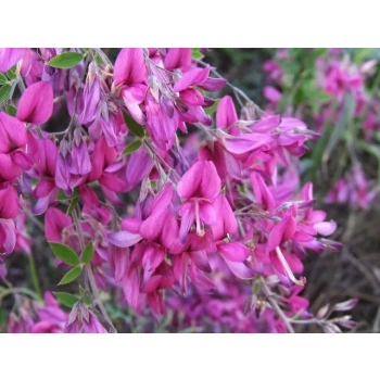 Lespedeza miododajna fioletowa - sadzonki 10 / 20 cm