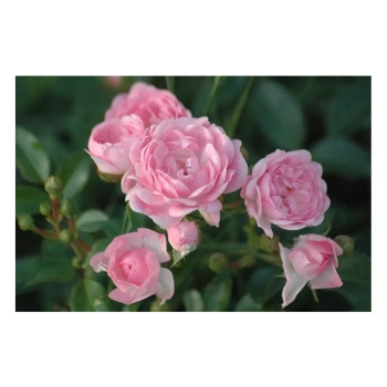 RÓŻA OKRYWOWA różowa donica - sadzonki 15 / 30 cm