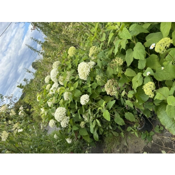 HORTENSJA DRZEWIASTA Bounty - sadzonki 60 / 80 cm
